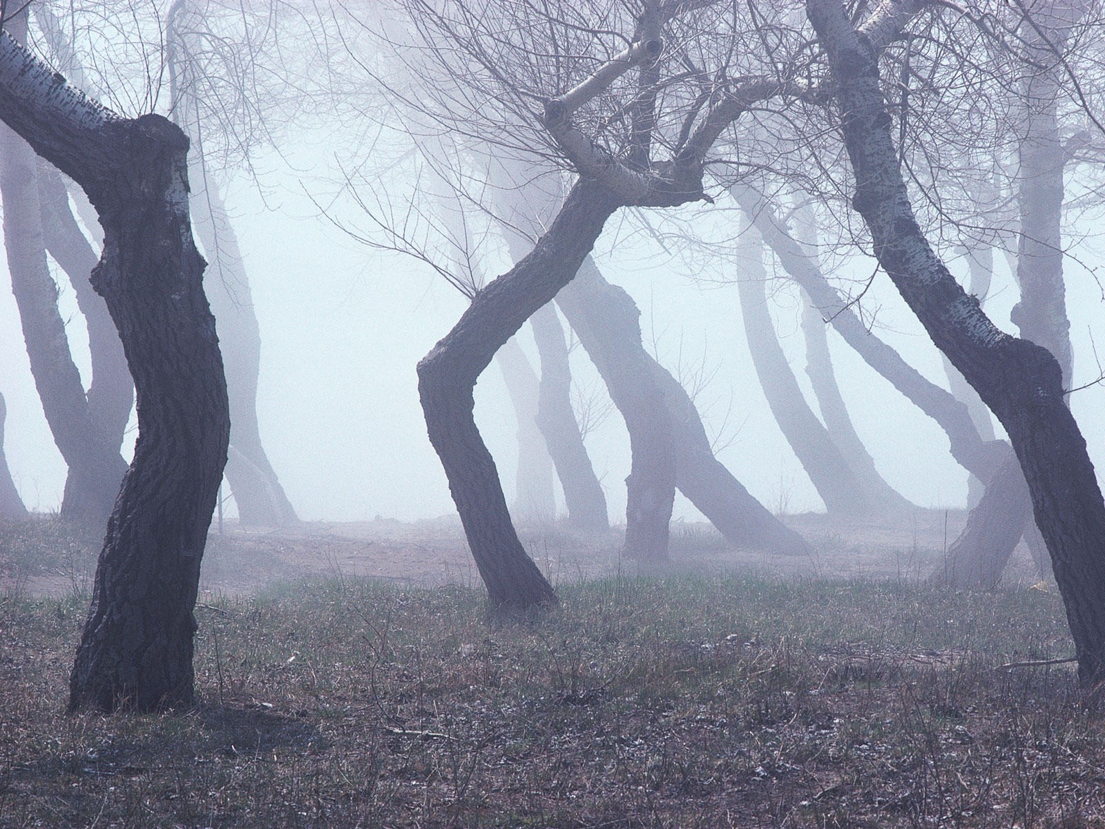 arbres bouleaux nains courbes