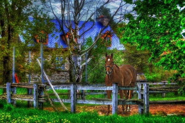 Cheval derrière la clôture dans l herbe
