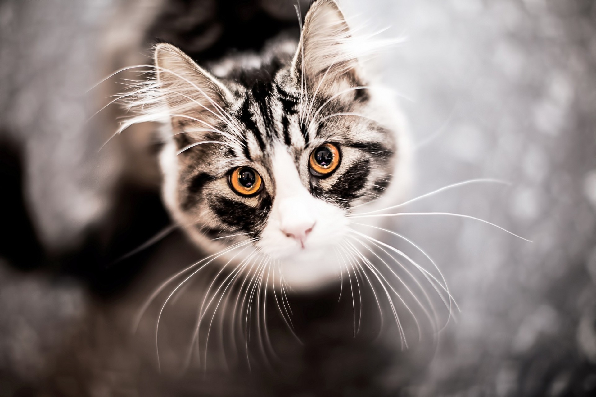 vue de dessus dents chat moustache