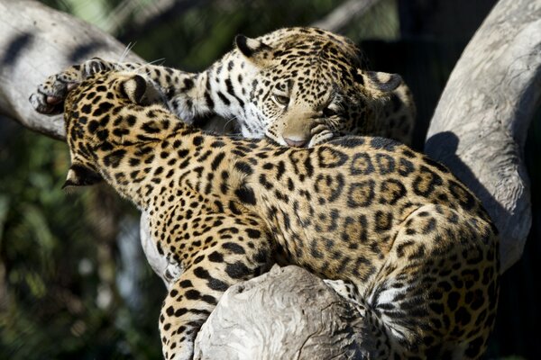 Une paire de Jaguars se mordent