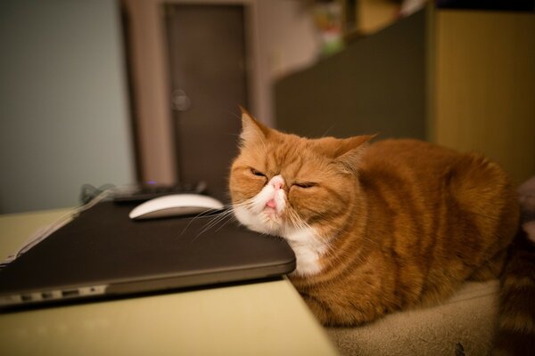 Gros chat dort sur un ordinateur portable
