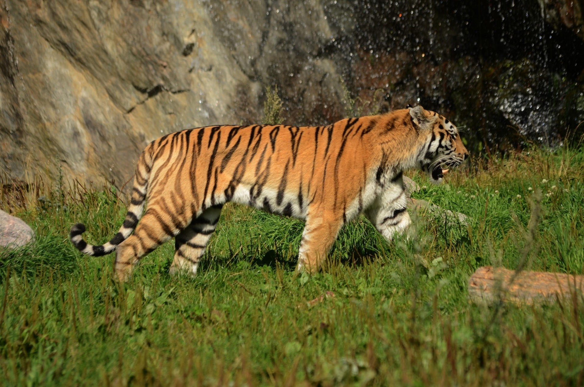 chat sauvage tigre