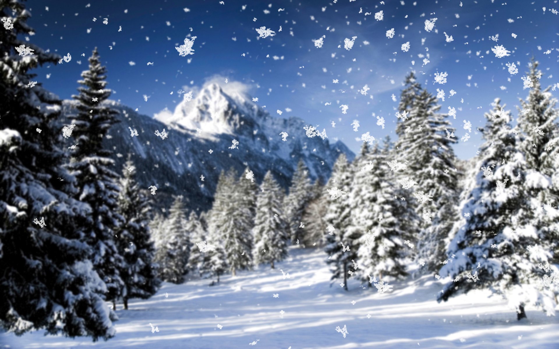 nature blizzard hiver neige gros plan chutes de neige flocons de neige