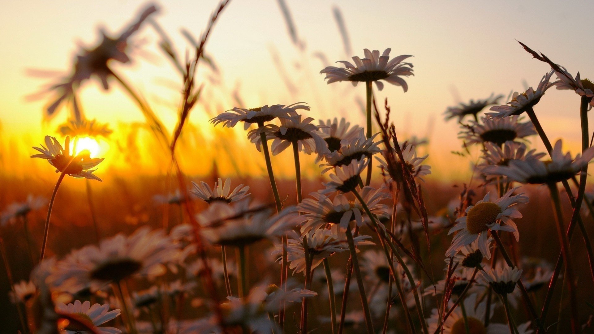 herbe coucher de soleil nature marguerites fleurs