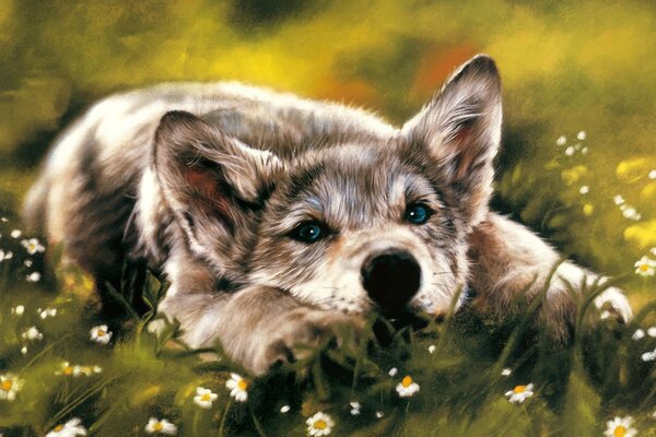 Petit chiot aux yeux bleus parmi les marguerites