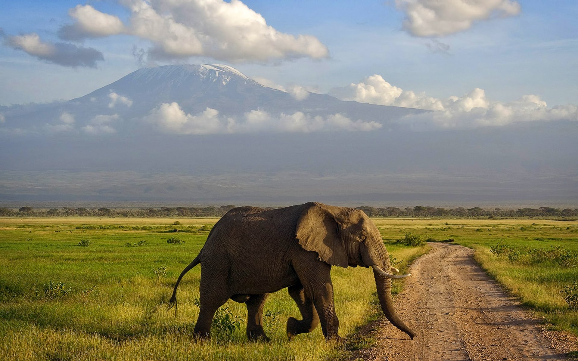 amboseli afrique éléphant montagne savane kenya