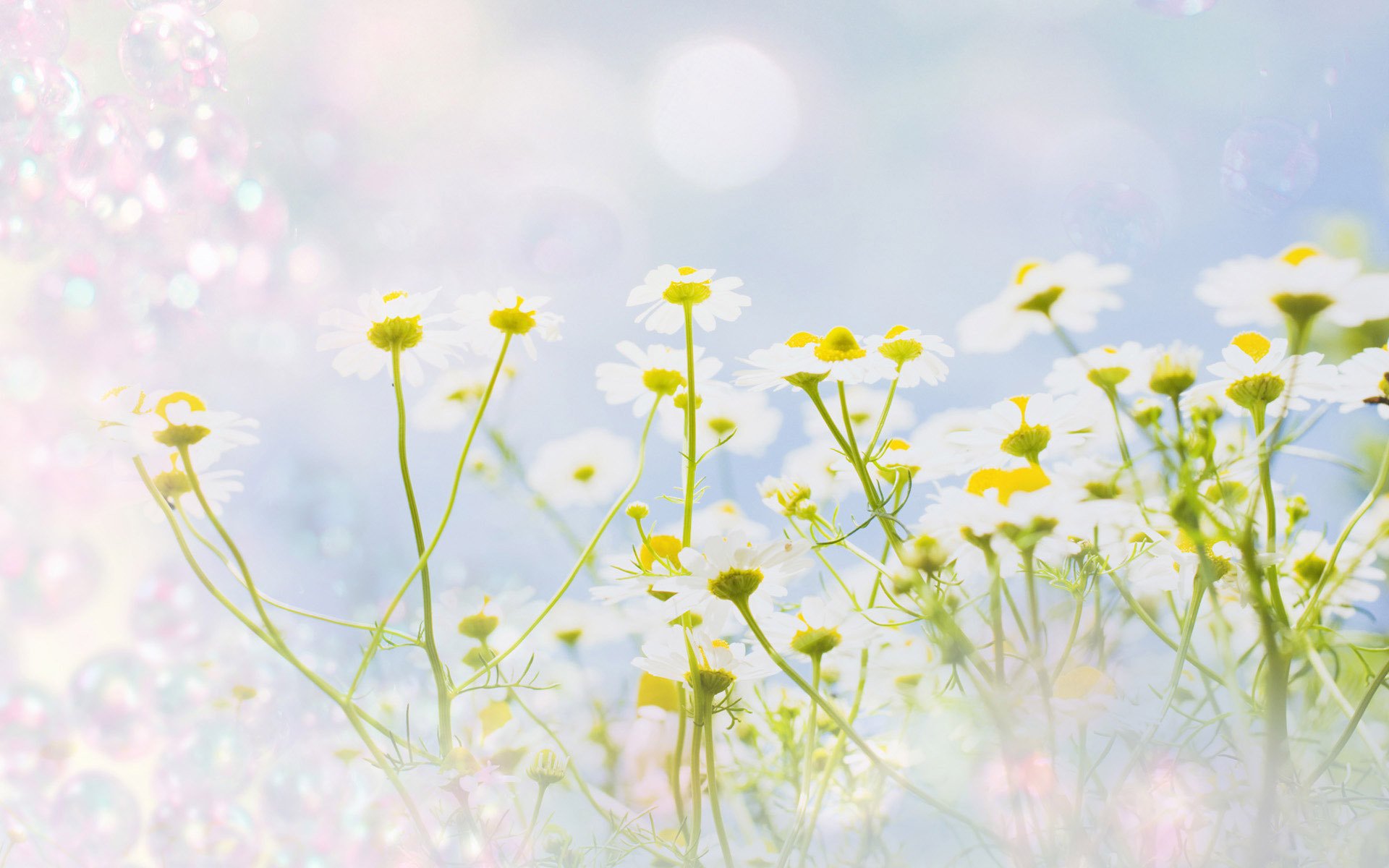 fleurs texture marguerites