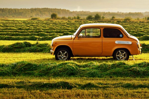 Dendroctone orange dans les prairies juteuses
