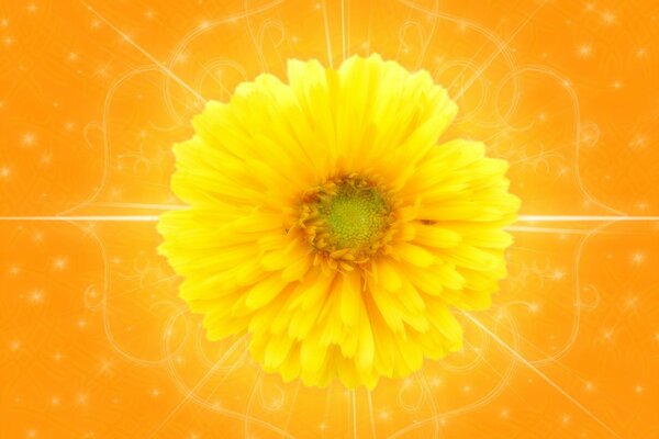 Fleur jaune sur fond orange