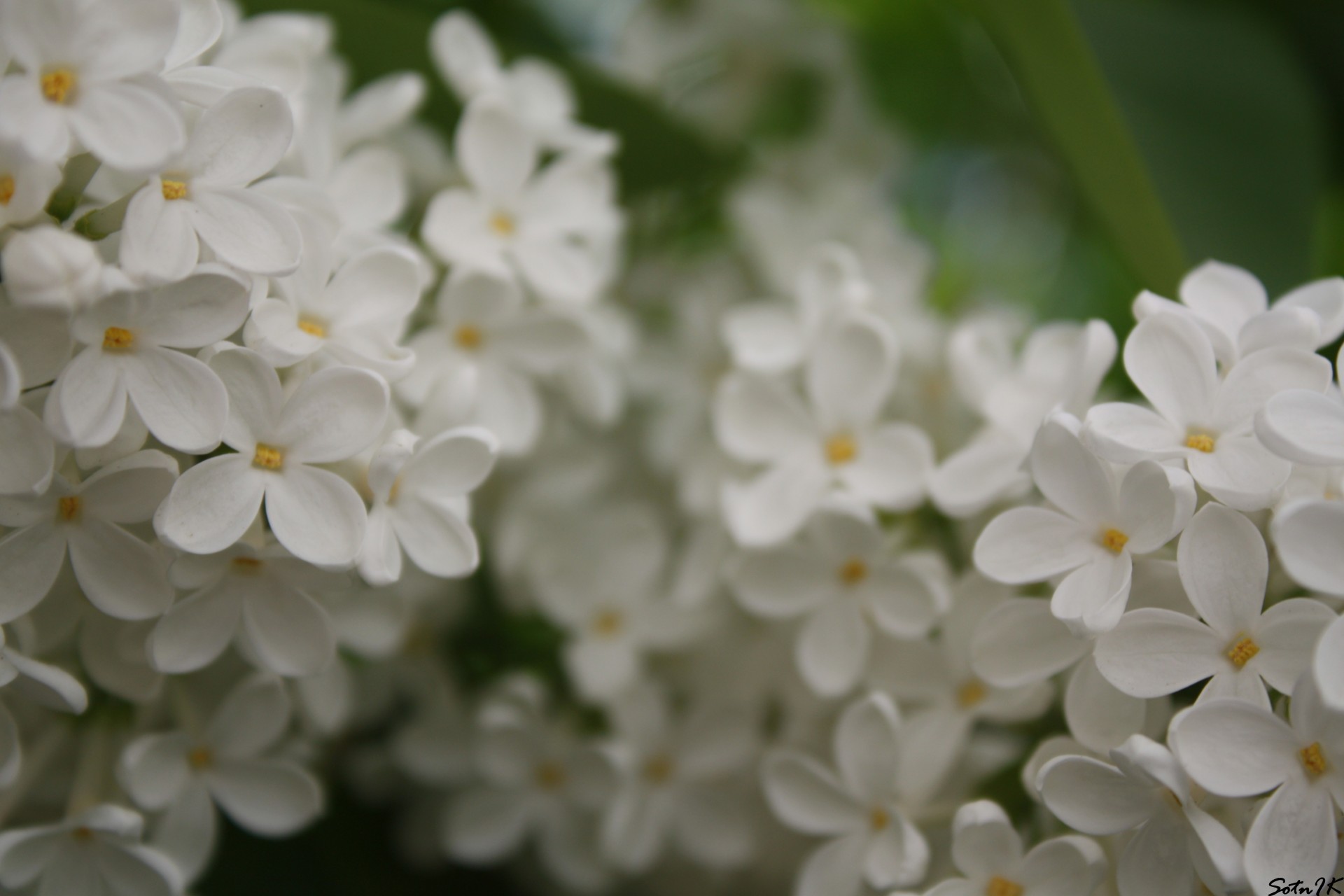 lilas blanc fleurs arbre été