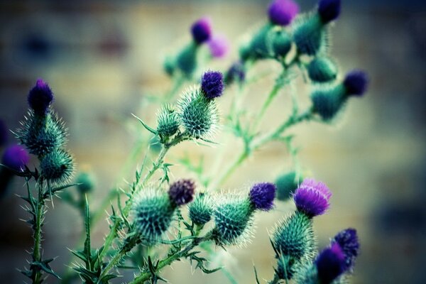 Fleurs d églantier couvertes d épines