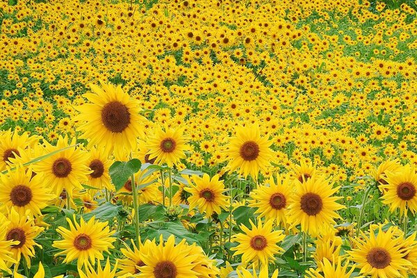Champ de tournesols sur une journée d été