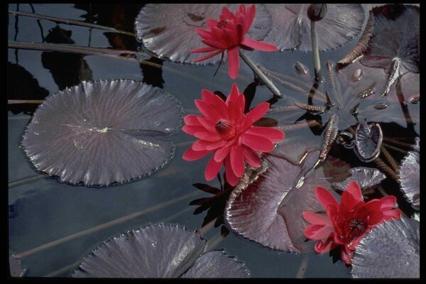 Belles fleurs sur la surface de l eau