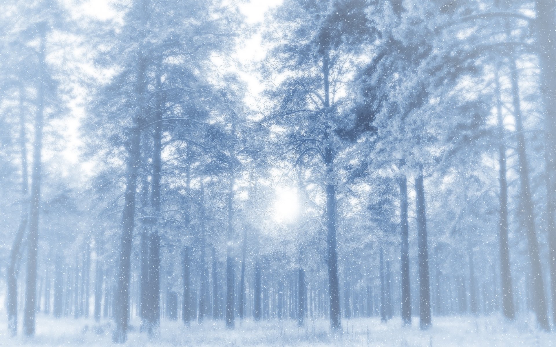 hiver forêt arbres pins neige givre lucarne givré