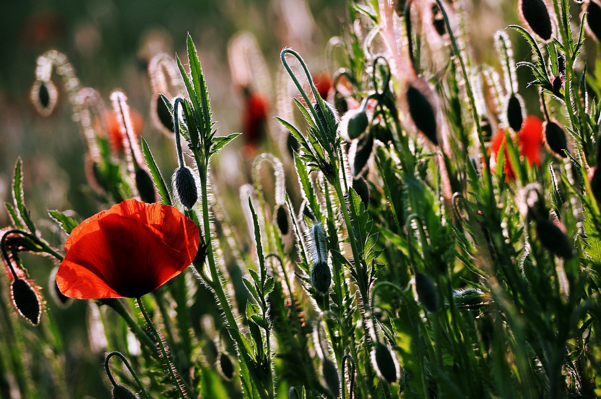 fleurs coquelicots nature été