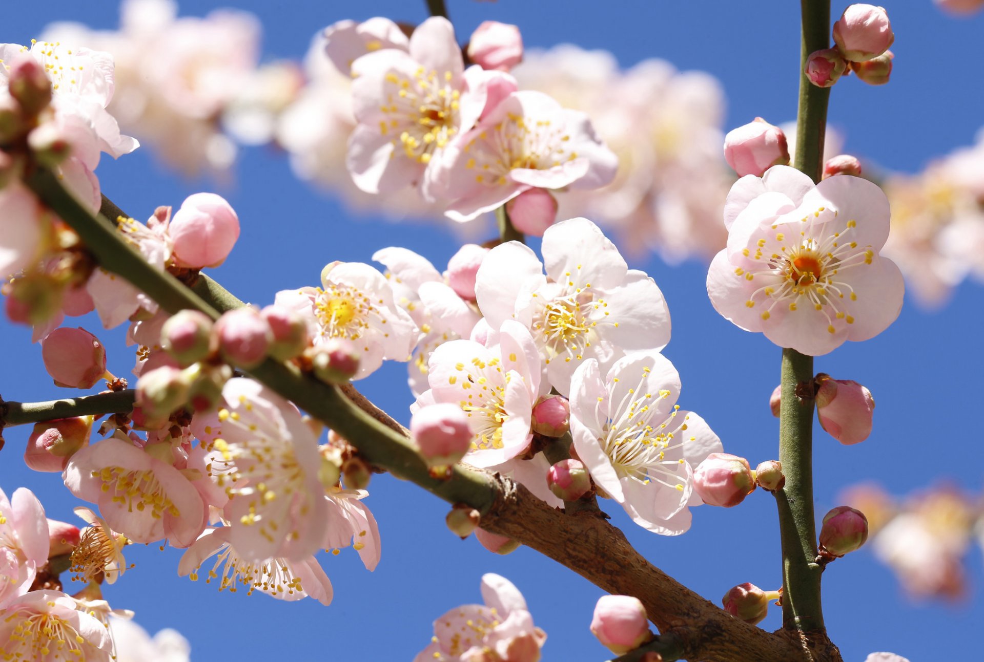 jardin arbre branche fleurs ciel printemps