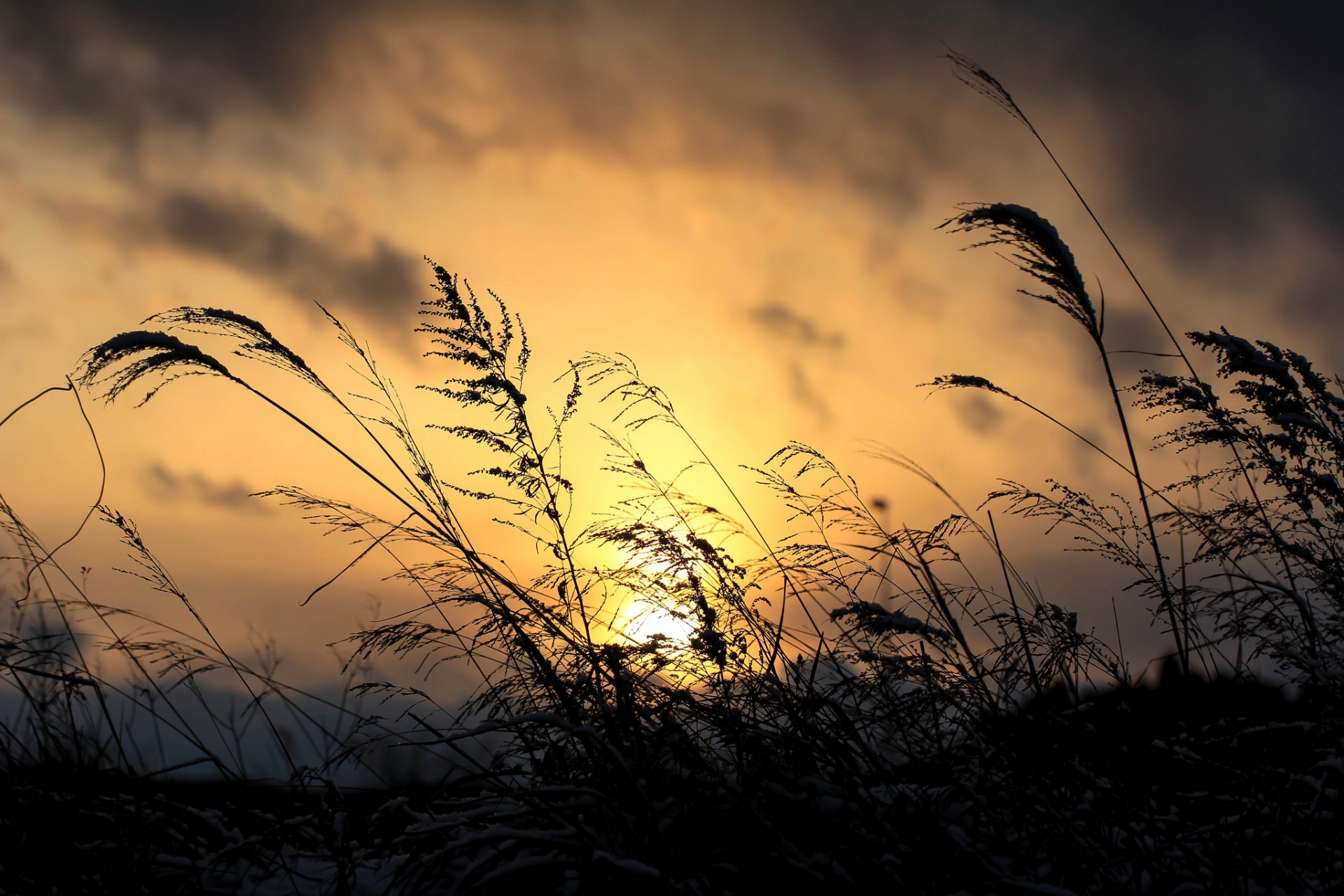 ciel nuages nuages coucher de soleil herbe plante gros plan