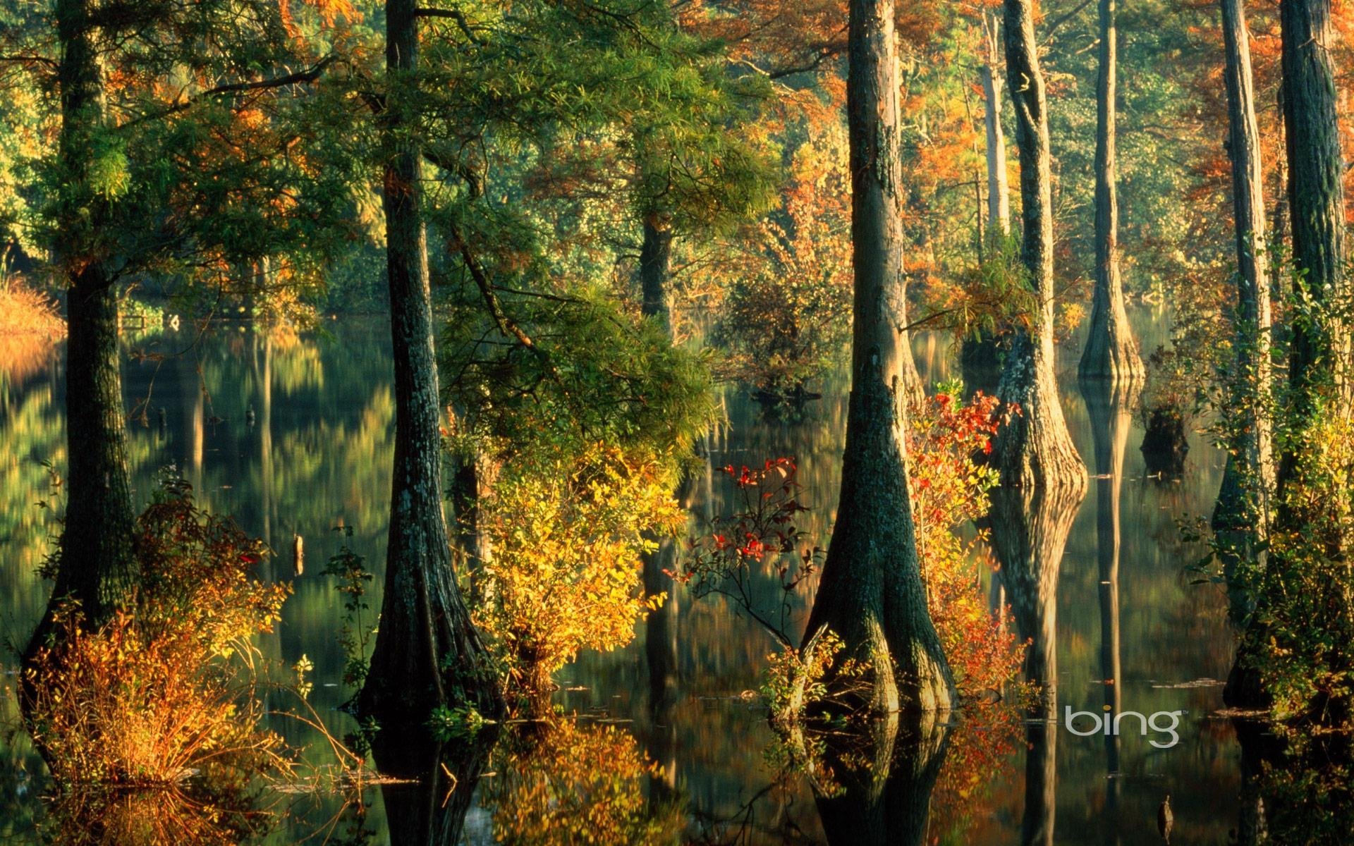 arbres forêt eau déversement feuilles automne