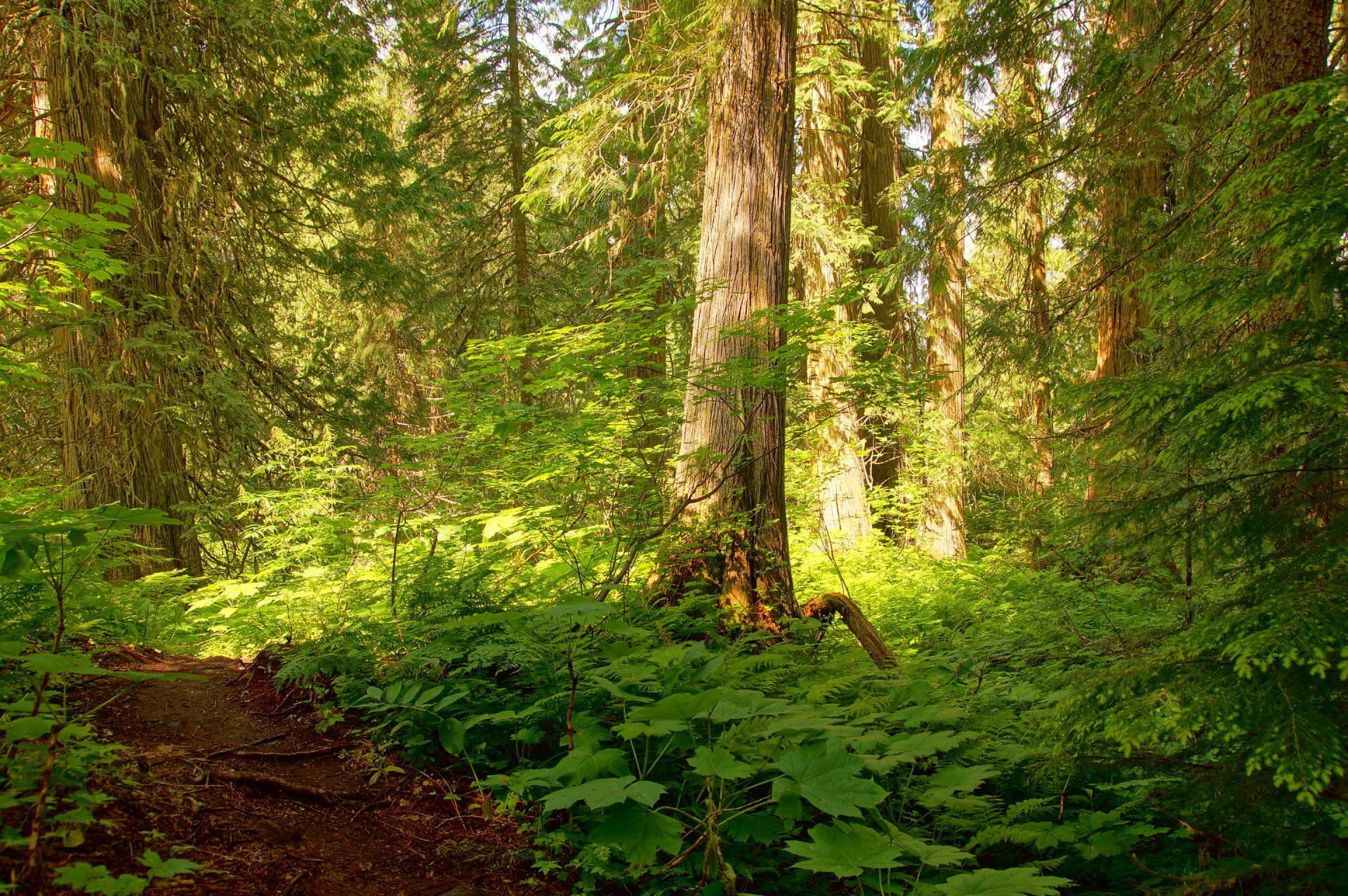 forêt arbres fourrés sentier lumière