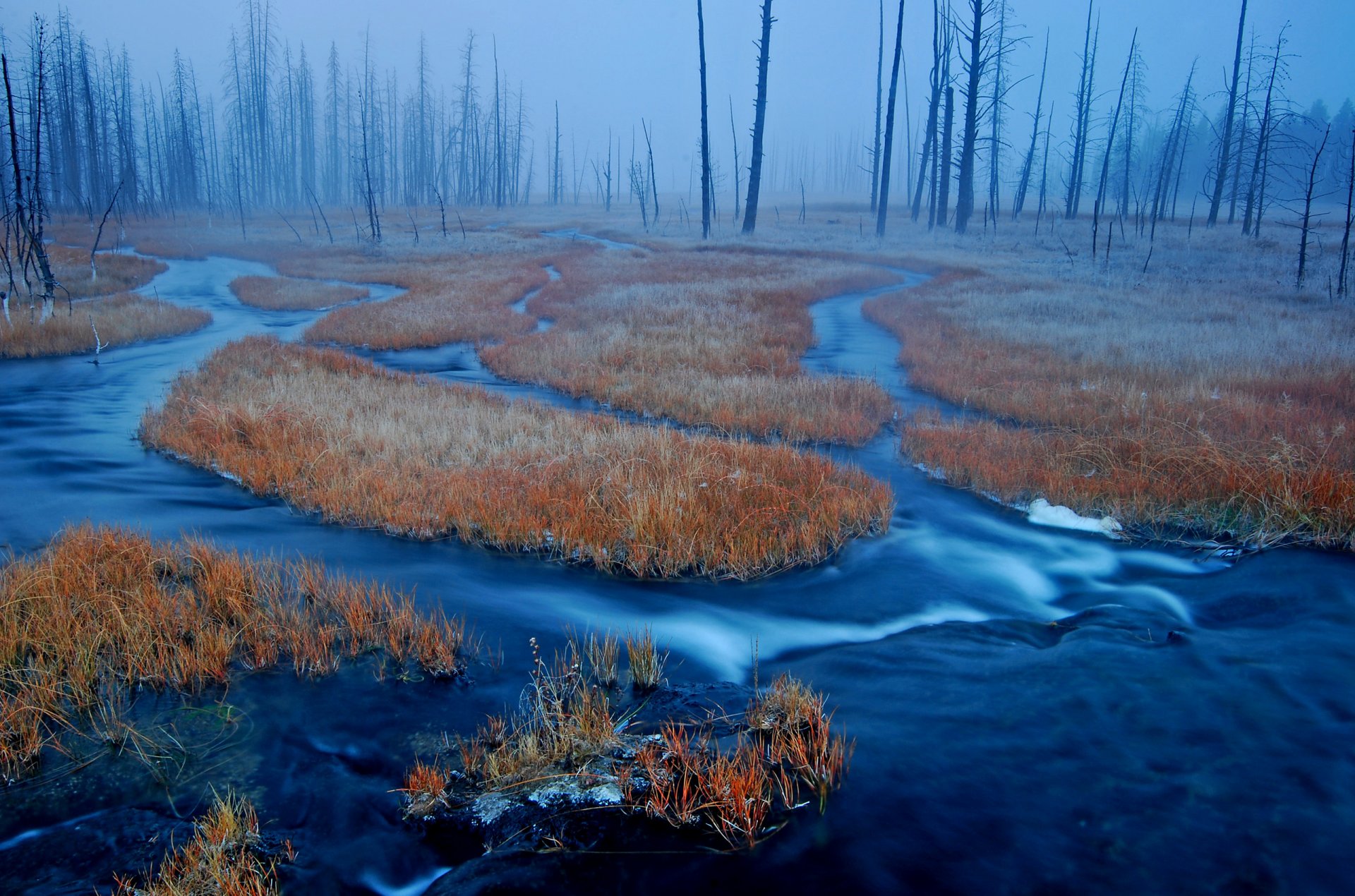 yellowstone wyoming états-unis forêt marais herbe brouillard rivière