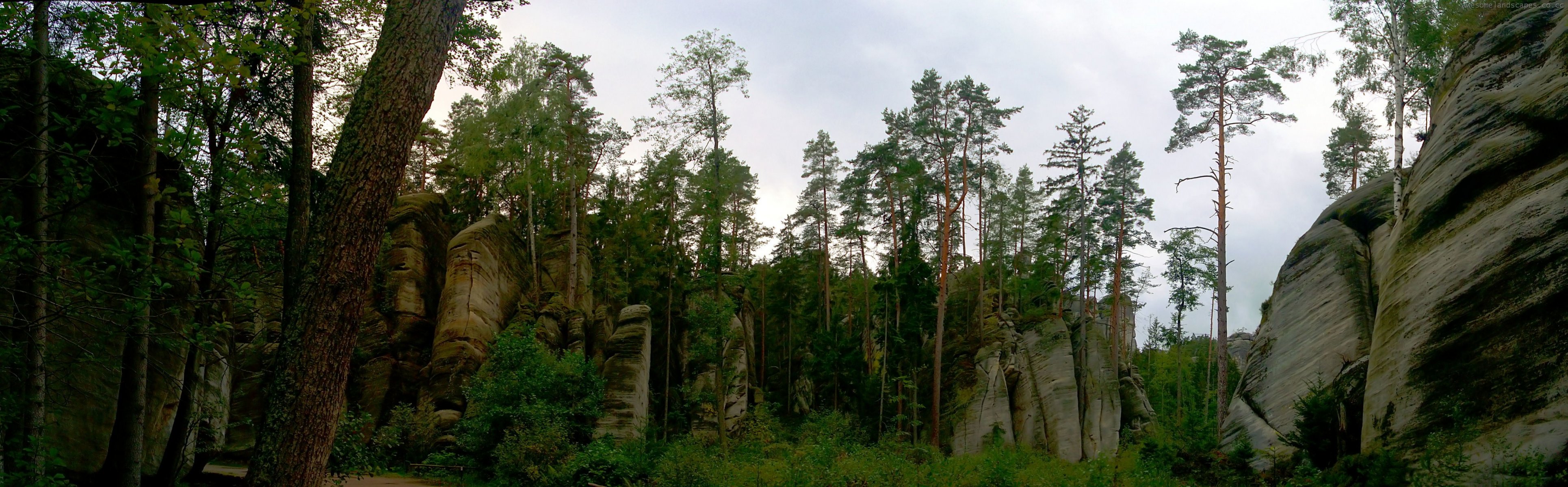 forêt arbres roches pierres buissons ciel verdure