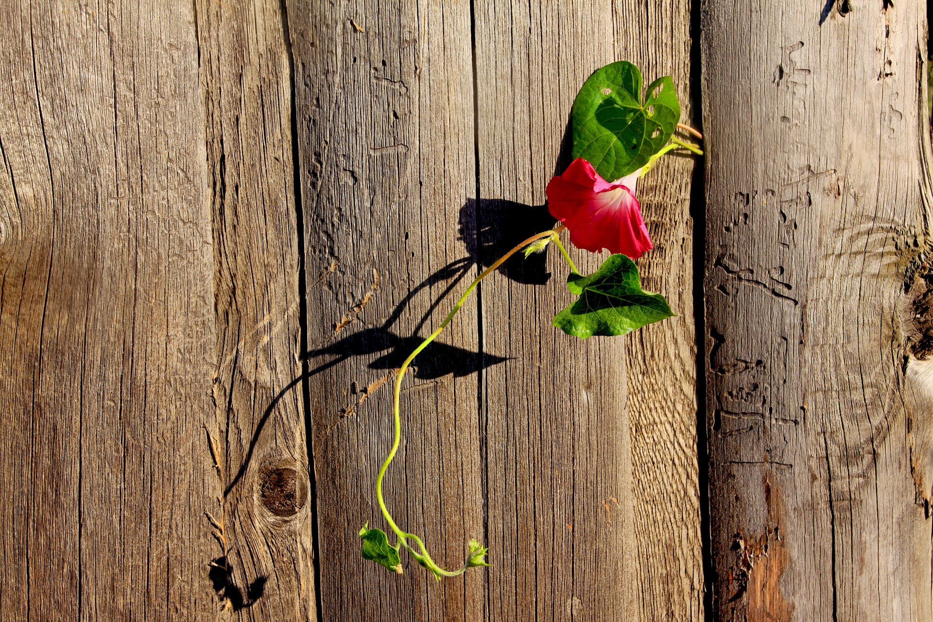 fleurs vigne été
