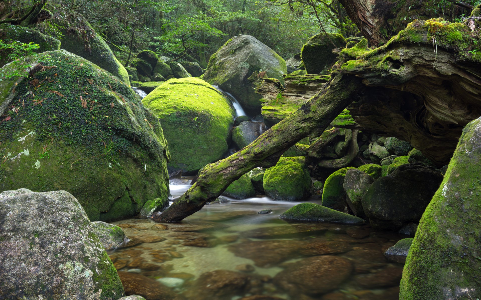 japon forêt arbres pierres rivière ruisseau