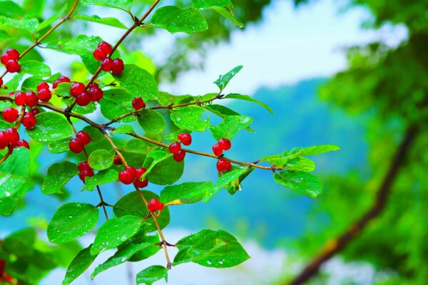 Baies rouges sur une branche avec des gouttes de pluie