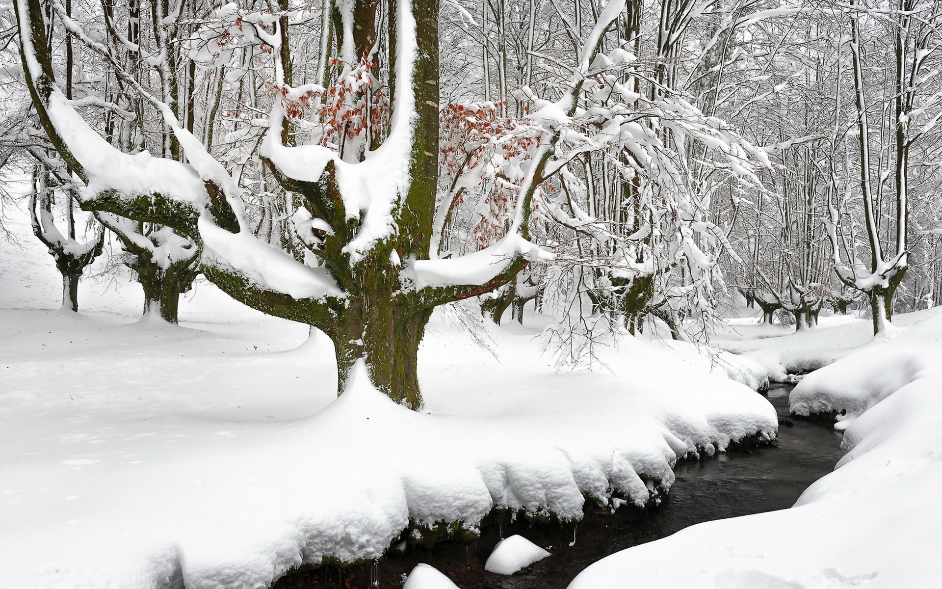 hiver rivière forêt neige nature
