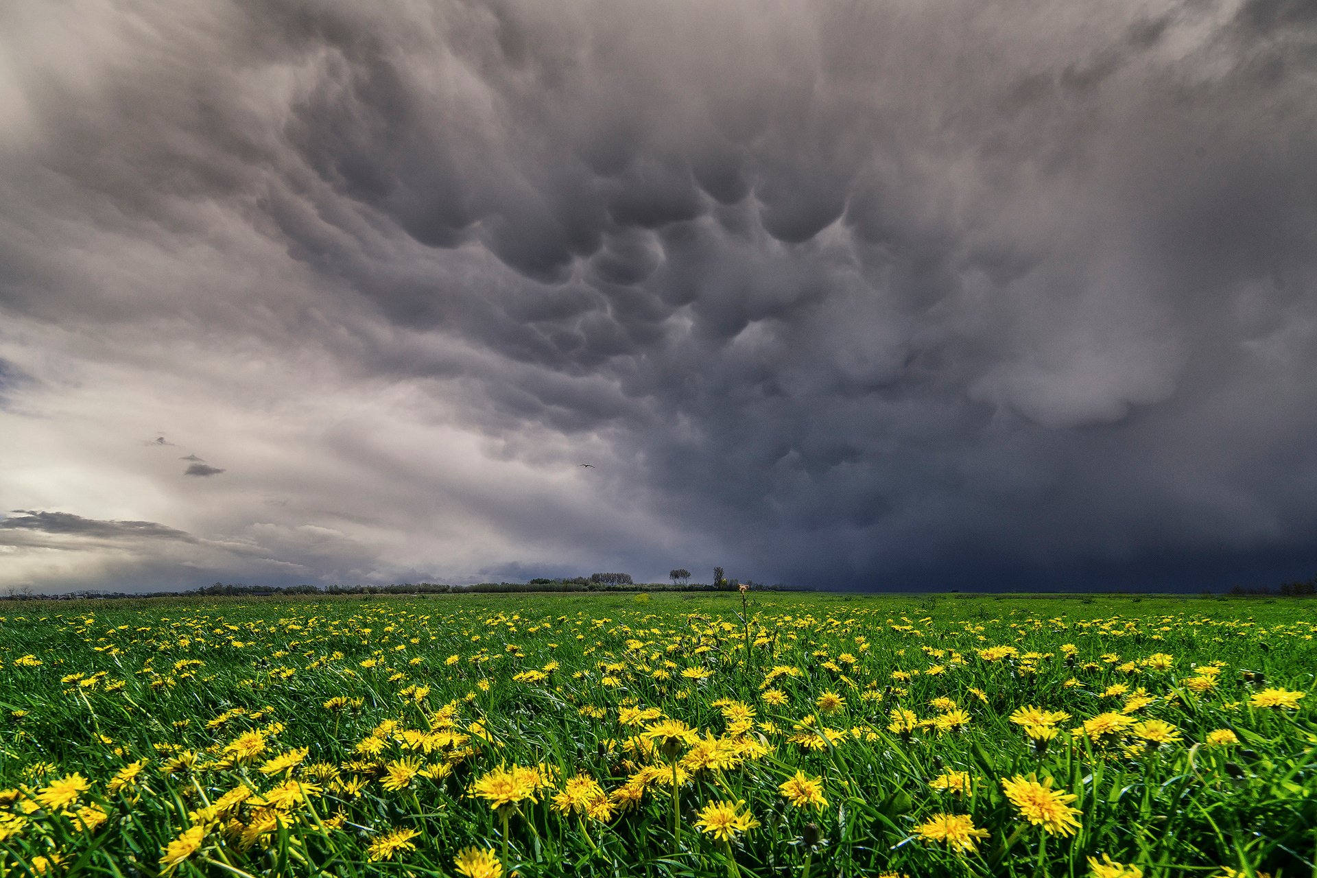 printemps mai ciel nuages lavés pré prairies champ jaunes fleurs pissenlits