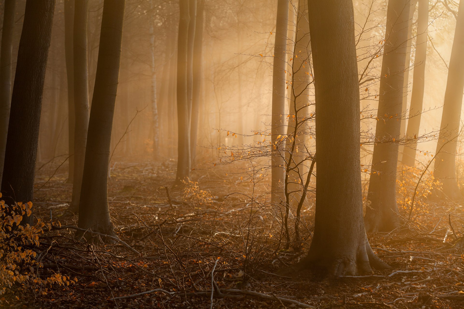approche forêt matin brouillard
