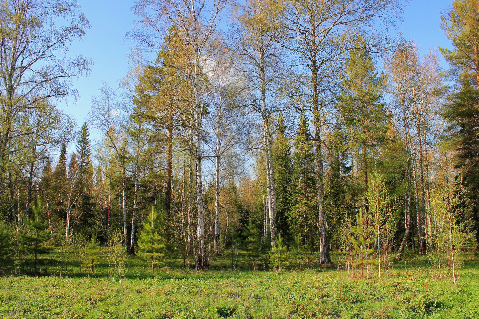 ciel forêt arbres herbe