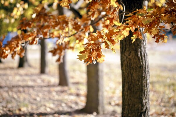 Allée de chêne avec des feuilles d automne