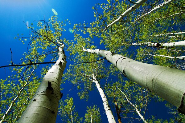 Couronne d arbres sur fond de ciel bleu