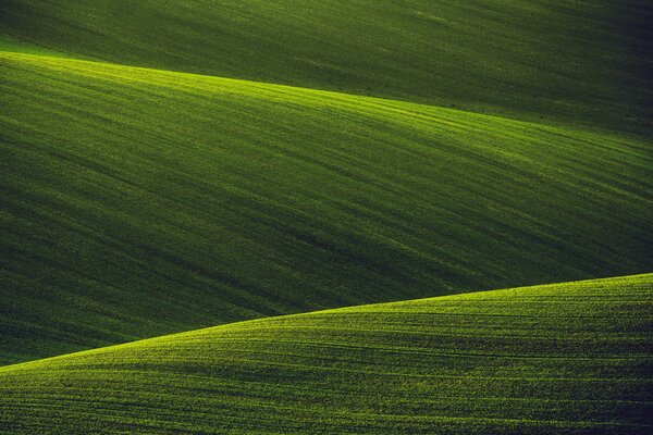 Champs verts de nature vierge