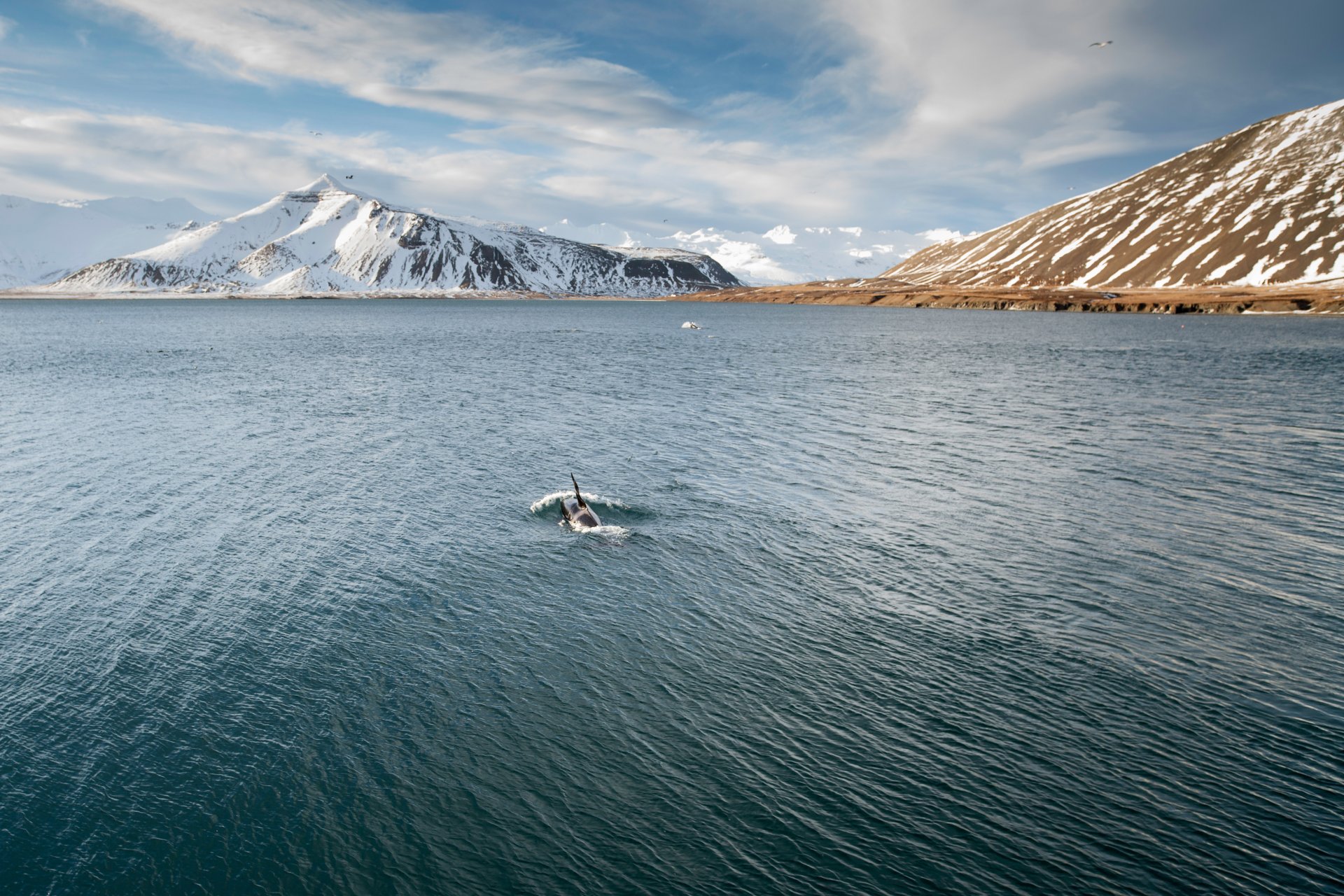 mer sur les montagnes neige orques mouettes