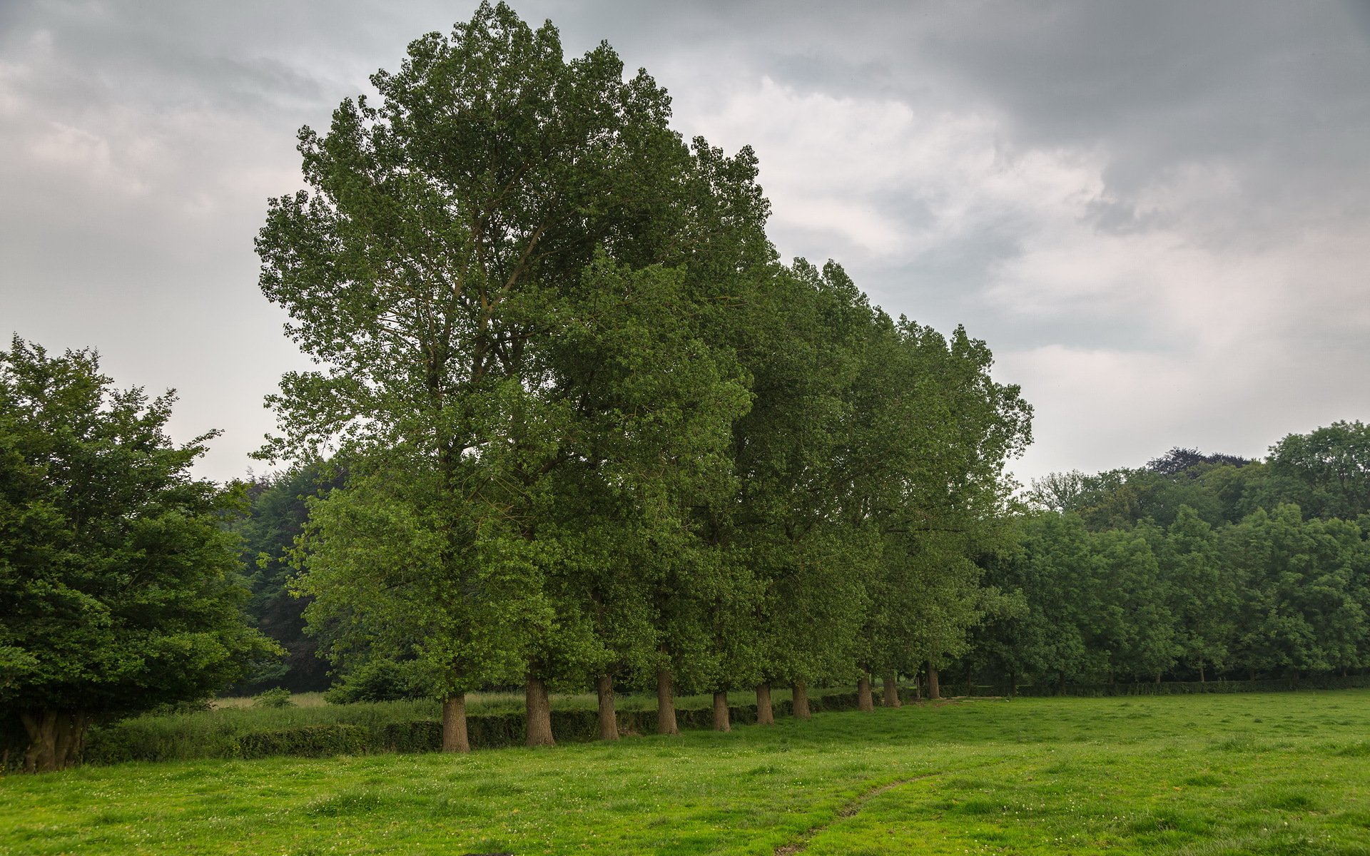champ arbres nature
