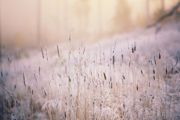 Herbe éclairée par le soleil et recouverte de givre