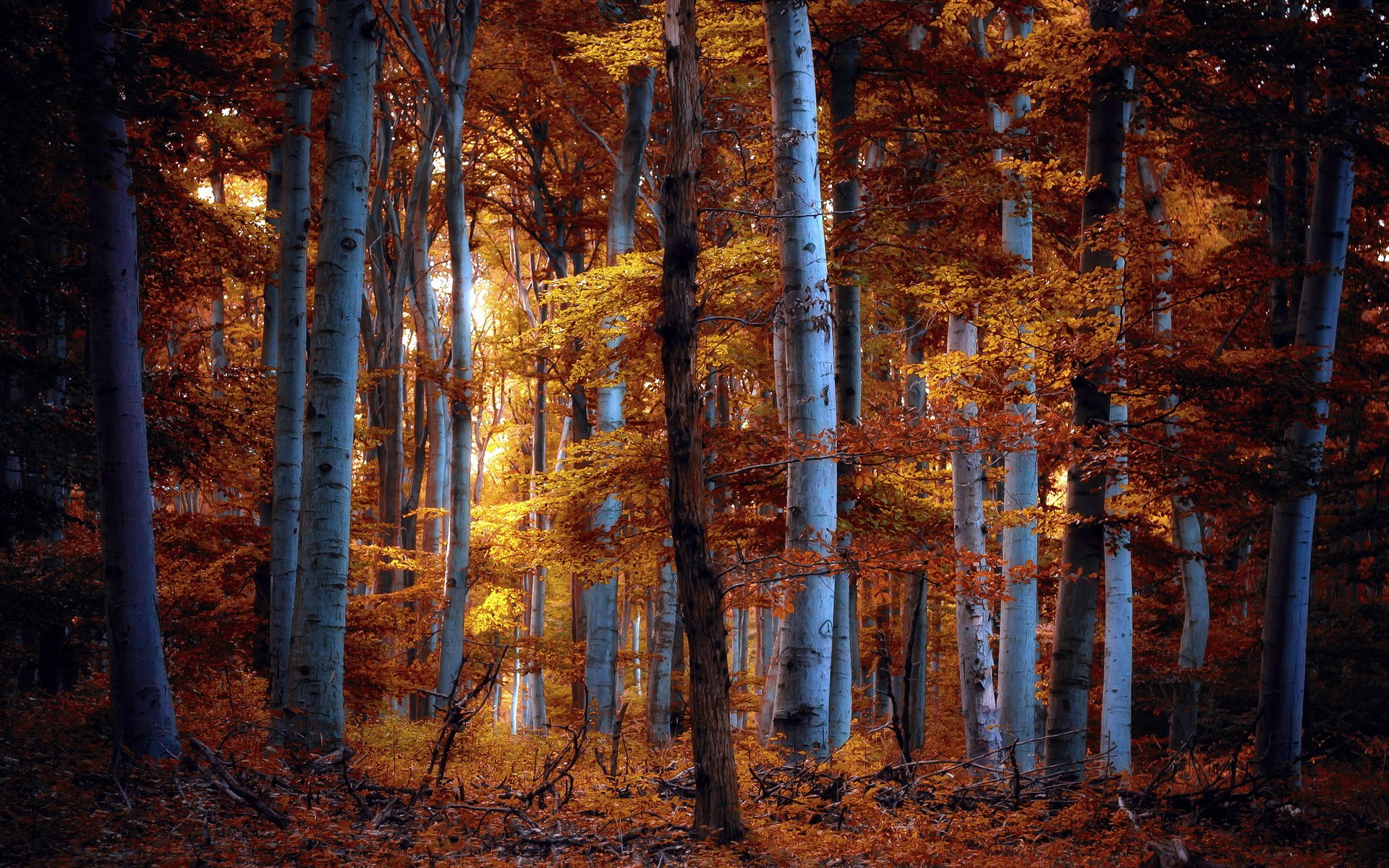 forêt automne nature