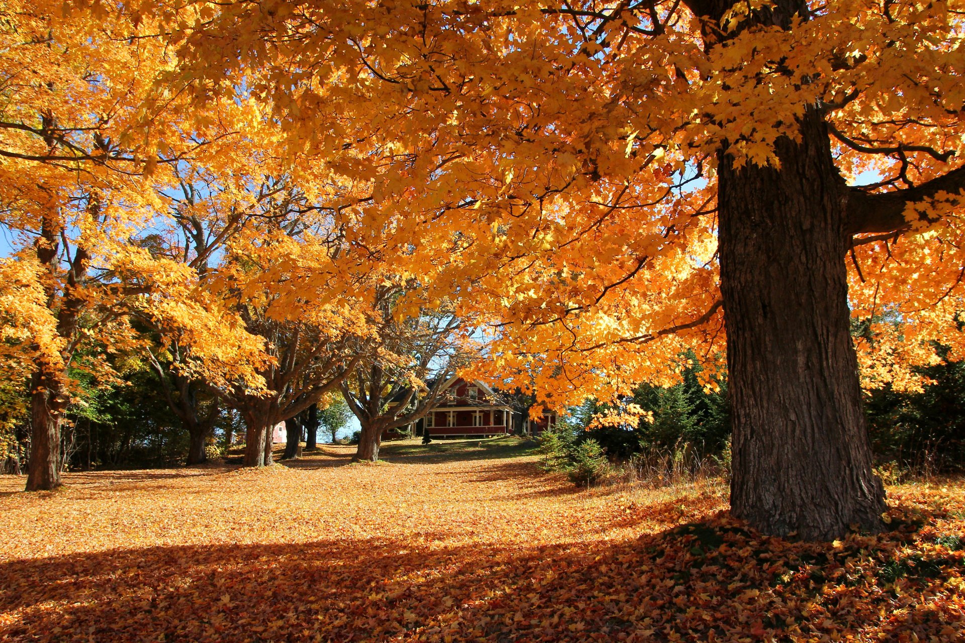 cour pente maison arbres feuilles automne