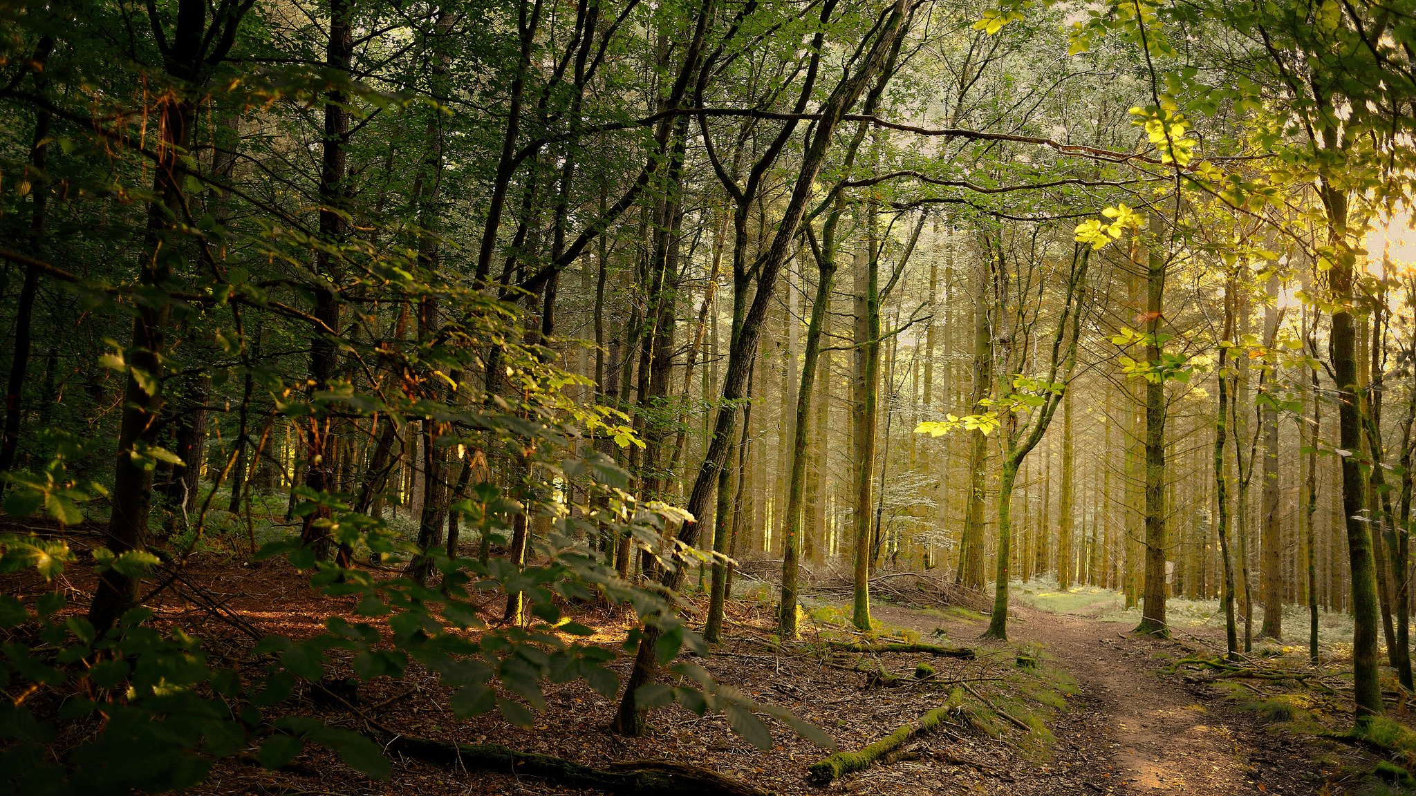 forêt sentier lumière du soleil
