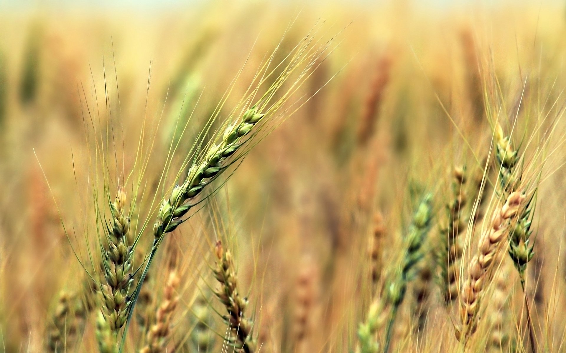 épis seigle céréales champ récolte