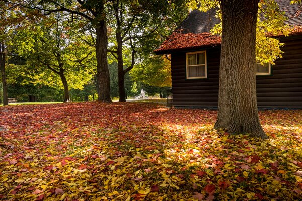 Maison confortable dans la forêt d automne