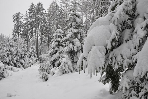 Forêt d hiver . Mangé avec de la neige