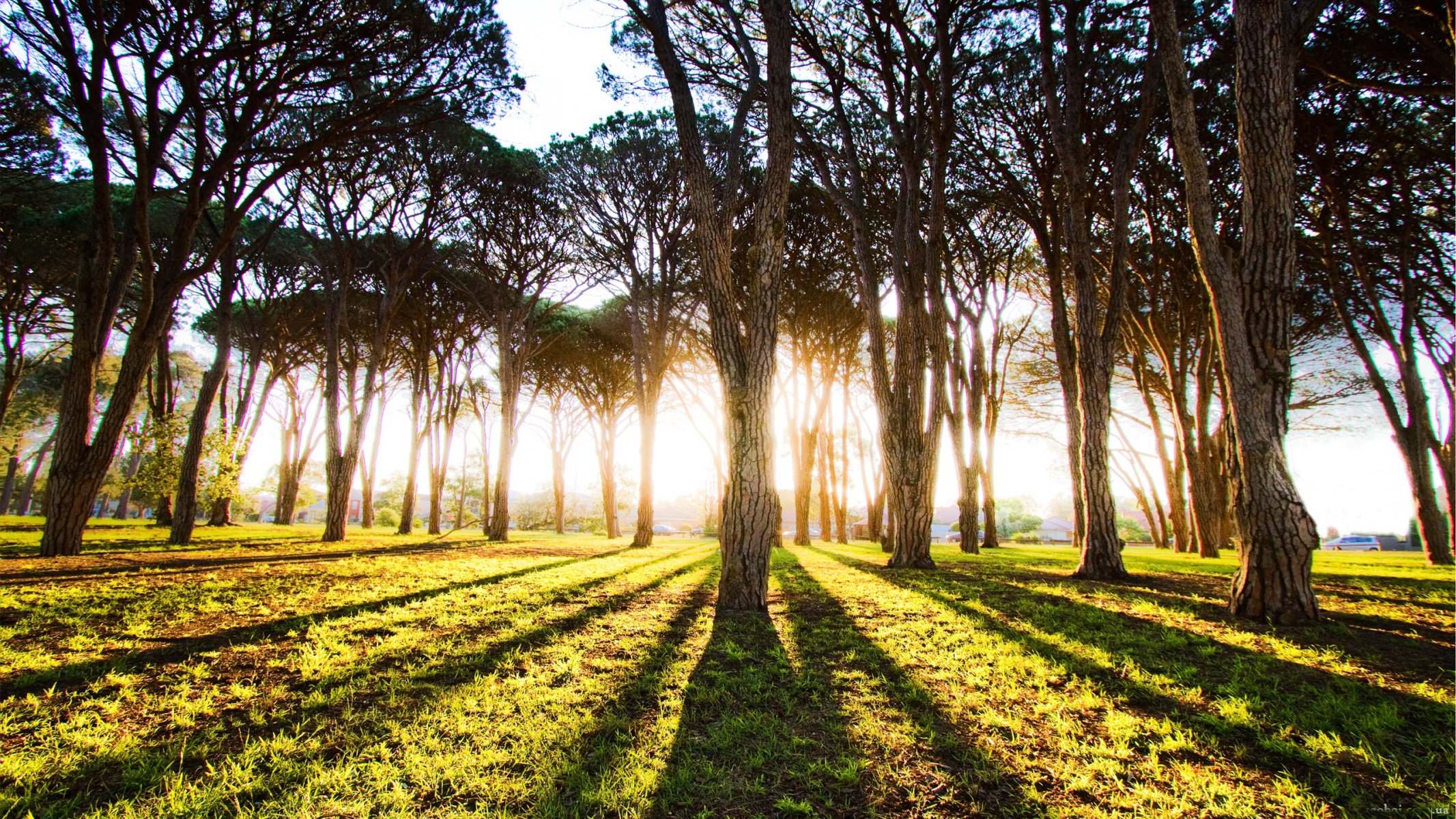 forêt arbres troncs lumière soleil rayons matin aube