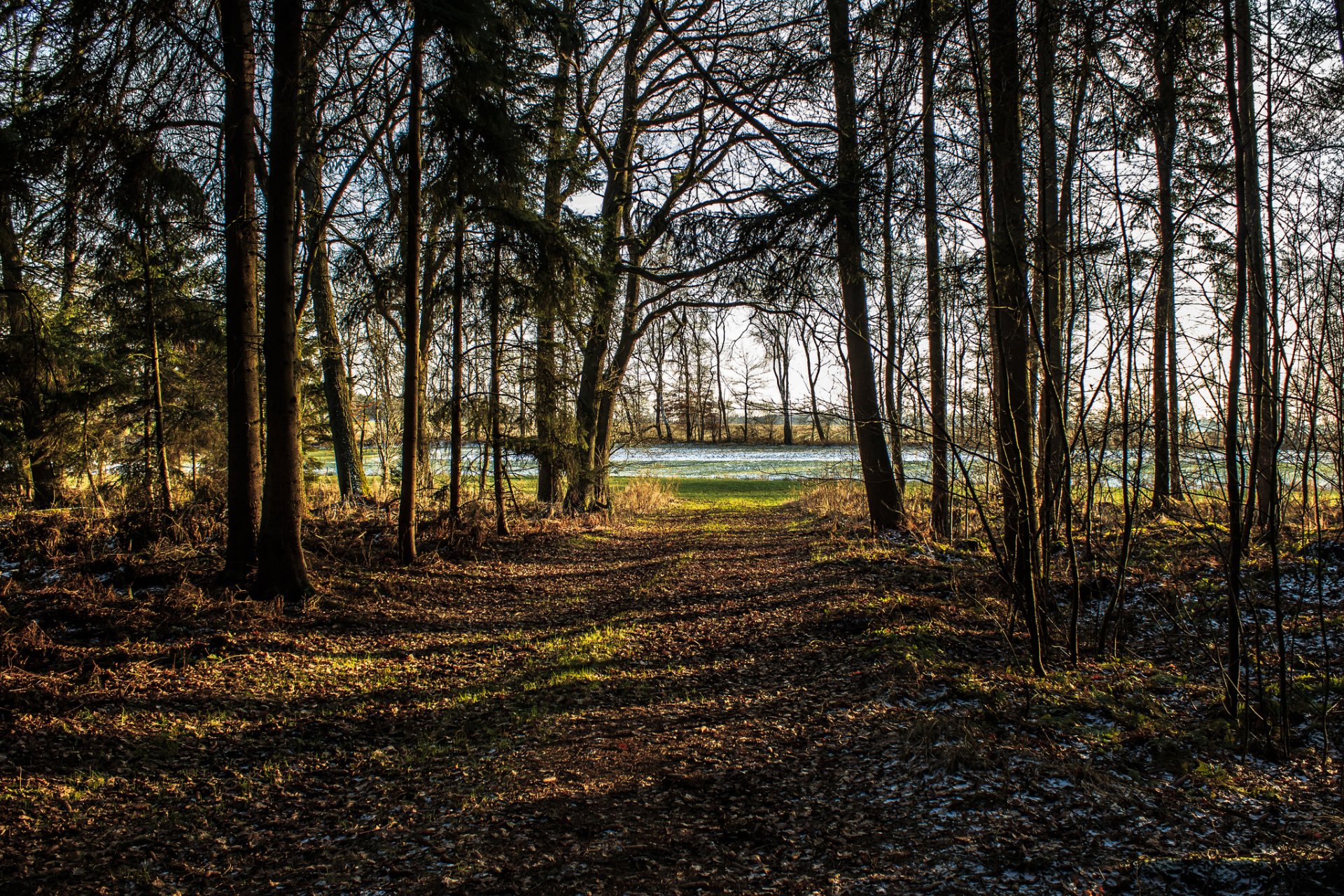 forêt parc arbres givre