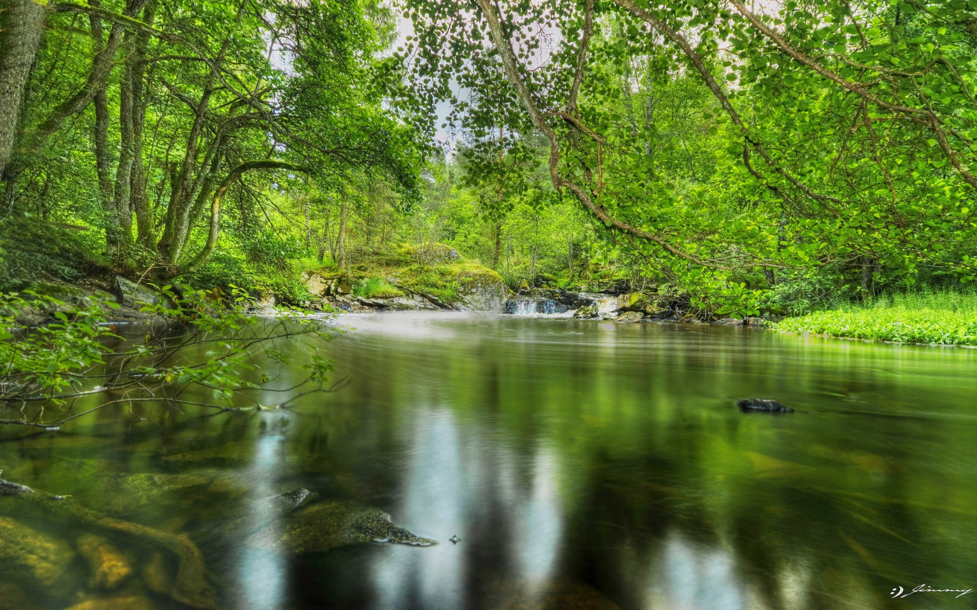 forêt étang arbres feuillage