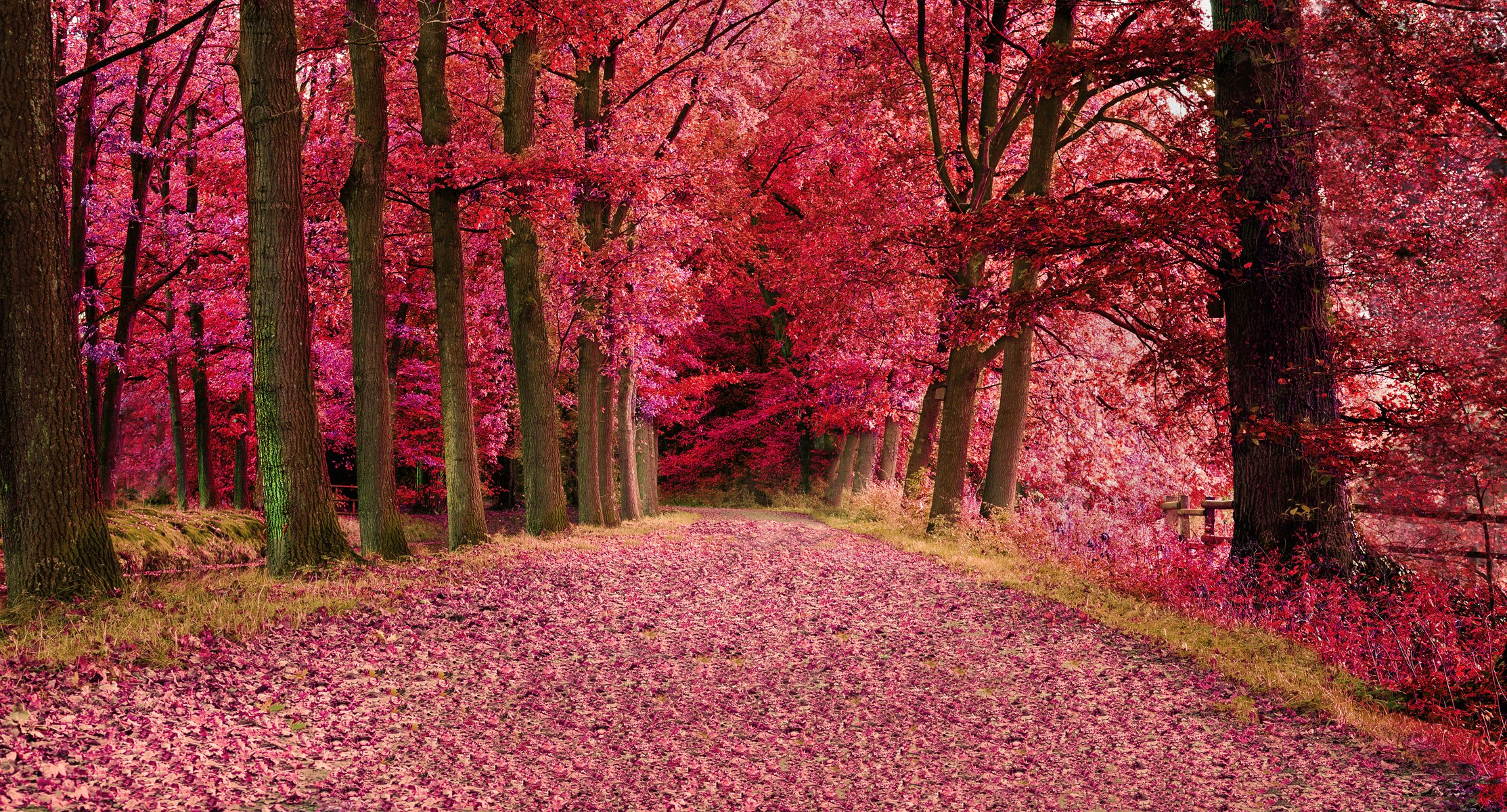 forêt arbres automne feuilles route