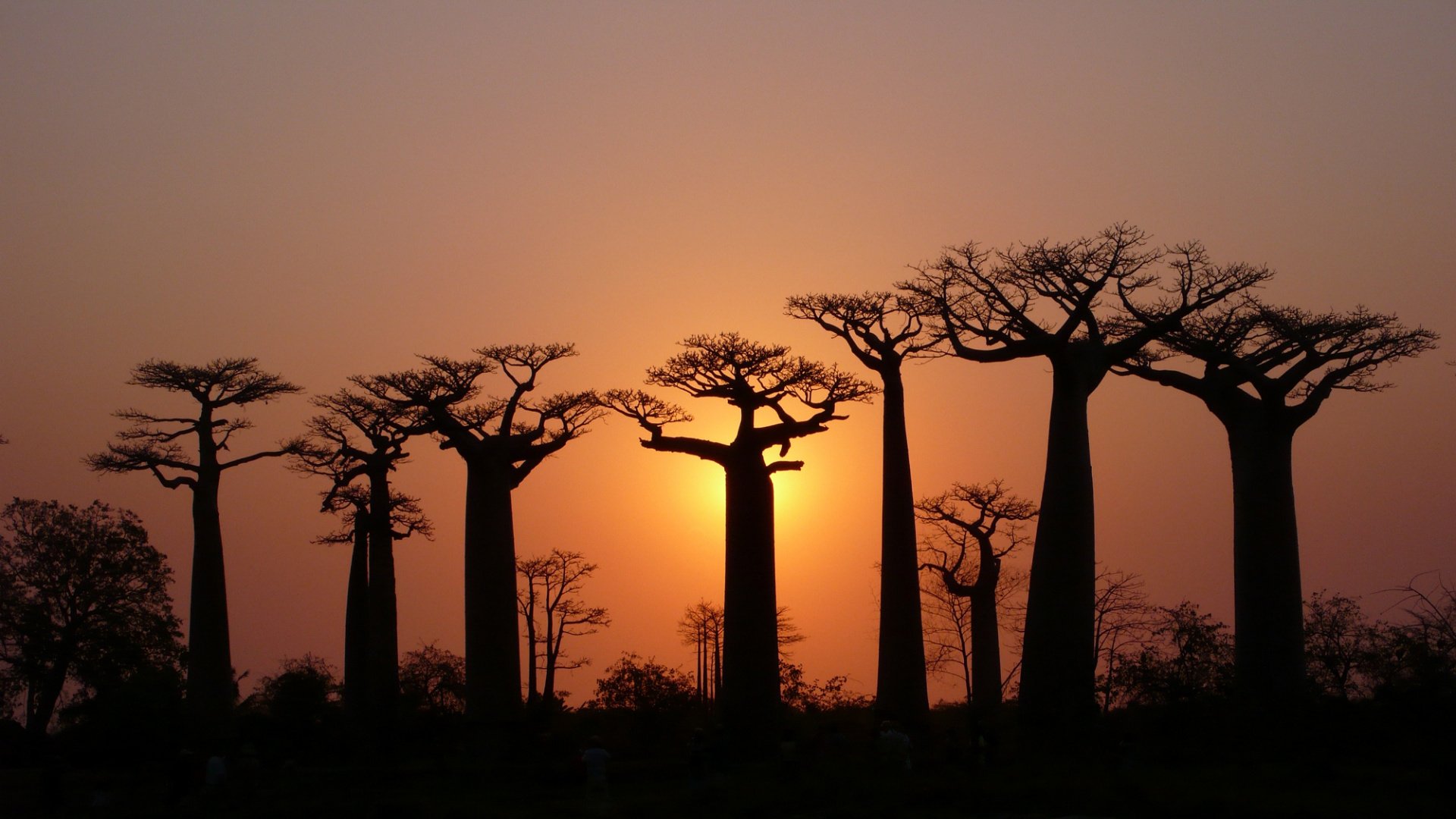 arbres baobabs couronnes ciel lumière