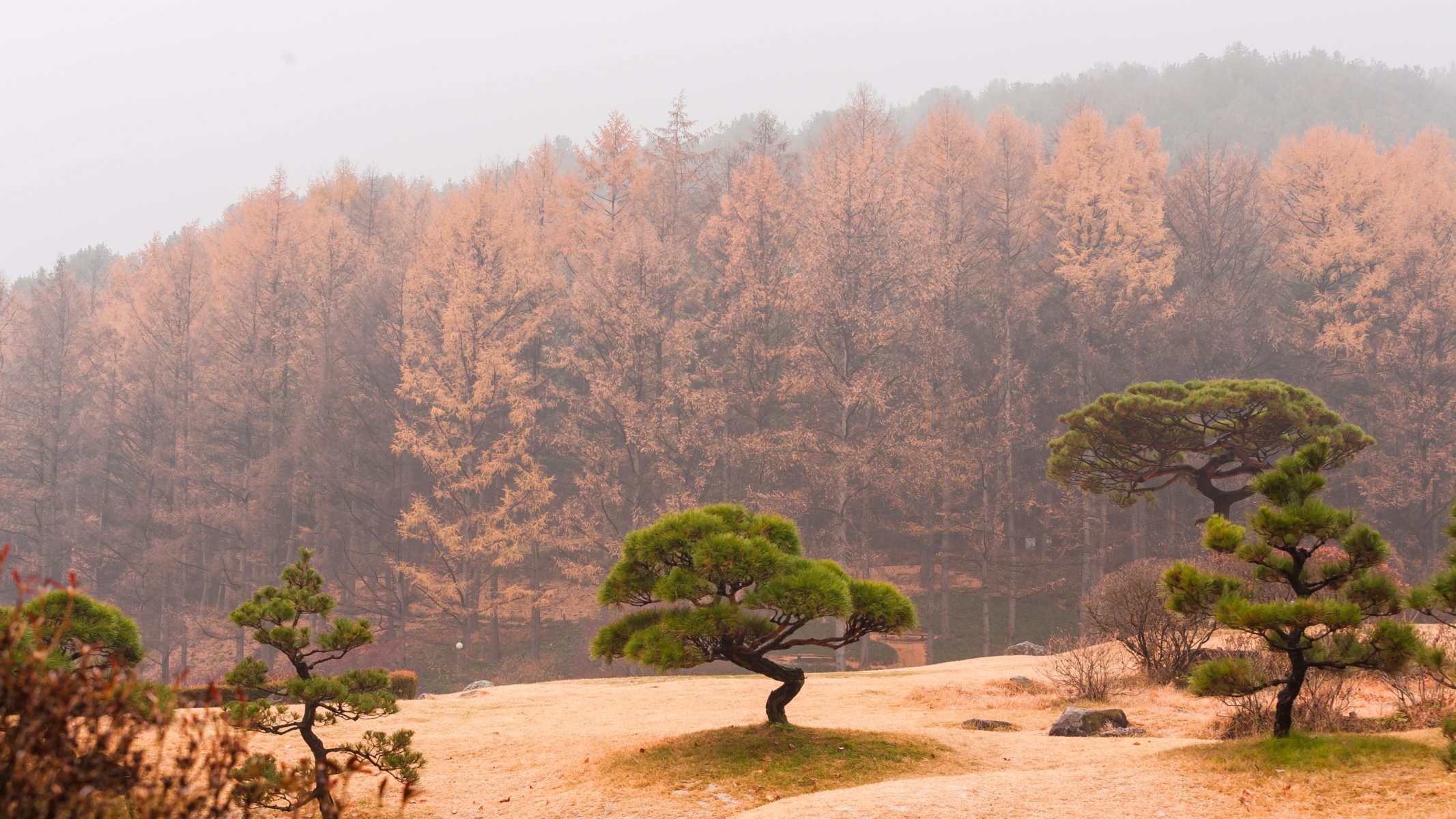 ciel brume brouillard arbres forêt automne pente